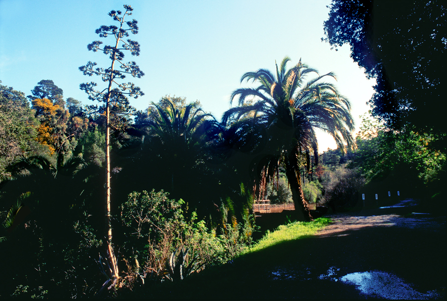 century plant and palm