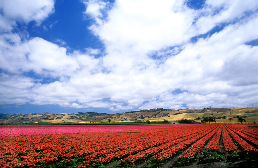 gilroy flower farm